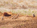 Close up shot of cute Prairie Dog babby