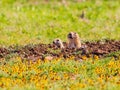 Close up shot of cute Prairie dog family