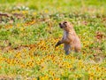 Close up shot of cute Prairie dog