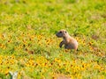 Close up shot of cute Prairie dog