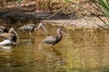 Close up shot of cute Puna ibis in the pond