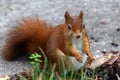 Close up shot of a cute red squirrel collecting nuts in the grass in the park