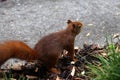 Close up shot of a cute red squirrel collecting nuts in the grass in the park