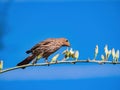 Close up shot of a cute sparrow on a brunch