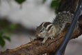 Close up shot of cute squirrel