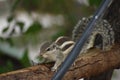 Close up shot of cute squirrel