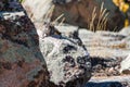 Close up shot of a cute squirrel on a rock in a blurry background Royalty Free Stock Photo