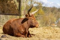 Close up shot of cute Texas longhorn in the beautiful West Midland Safari Park