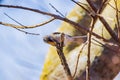 Close up shot of cute Tufted titmouse