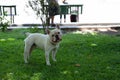 Close up shot of cute white pit bull puppy playing on grass Royalty Free Stock Photo