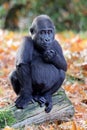 Close up shot of a cute young western Lowland Gorilla Royalty Free Stock Photo