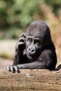 Close up shot of a young western Lowland Gorilla Royalty Free Stock Photo