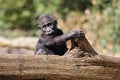 Close up shot of a young western Lowland Gorilla Royalty Free Stock Photo