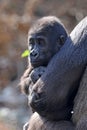 Close up shot of a young western Lowland Gorilla Royalty Free Stock Photo