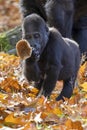 Close up shot of a cute young Western Lowland Gorilla with a mushroom Royalty Free Stock Photo