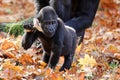 Close up shot of a cute young Western Lowland Gorilla with a mushroom Royalty Free Stock Photo