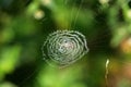 Close up shot of a Cyclosa spider