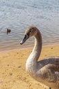 Close up shot of the cygnets, ducks, swans by the pond. Feathered