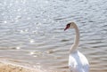 Close up shot of the cygnets, ducks, swans by the pond. Feathered