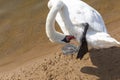 Close up shot of the cygnets, ducks, swans by the pond. Feathered