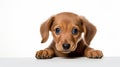 Close-up Shot Of Dachshund Puppy With Expressive Eyes