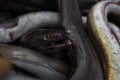 Close up shot of daggertooth pike conger fish with shallow depth of field