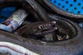 Close up shot of daggertooth pike conger fish with shallow depth of field