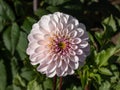 Close-up shot of the dahlia \'Last Dance\' flowering with beautiful light lavender flower with a darker purple edging