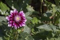 Close-up shot of dahlia pinnata purple. Blurred background Royalty Free Stock Photo