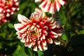 Close-up shot of Dahlias growing in a garden