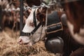 Close-up shot of a dairy cattle with a metal bell secured around its neck, gazing over a fence Royalty Free Stock Photo