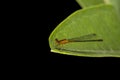 Close up shot of Damselfly on a green leaf