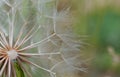 Close up shot of a dandelion blowball