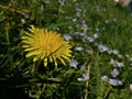 A close up shot of a Dandelion in a field of Forget-Me-Notts, Dawlish, Devon, UK