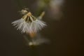 Dandelion flower on dark background Royalty Free Stock Photo