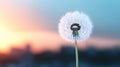 Dandelion Seed Head Against a Sunset Sky Royalty Free Stock Photo