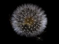 Close-up shot of a dandelion with seeds ready to fly carried by the wind on a black background Royalty Free Stock Photo