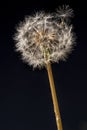 Close-up shot of a dandelion with seeds ready to fly carried by the wind on a black background Royalty Free Stock Photo