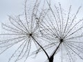 Pair of dandelion seeds with water drops against the sky. Royalty Free Stock Photo