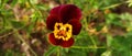 Close up shot of the dark maroon flowers in the garden. Gardening