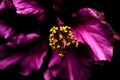 Close up shot of dark pink flower with yellow parts