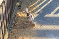 Close up shot of the decorative chicken. Farm