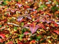 Close-up shot of decorative red-yellow maple leaves. Royalty Free Stock Photo