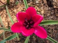 Close up shot of deep magenta flower Tulipa humilis `Violacea Black Base` with black star shped center with bright pink petals Royalty Free Stock Photo