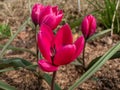 Close up shot of deep magenta flower Tulipa humilis `Violacea Black Base` with black star shped center with bright pink petals Royalty Free Stock Photo