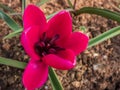 Close up shot of deep magenta flower Tulipa humilis `Violacea Black Base` with black star shped center with bright pink petals Royalty Free Stock Photo