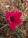 Close up shot of deep magenta flower Tulipa humilis `Violacea Black Base` with black star shped center with bright pink petals Royalty Free Stock Photo