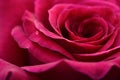 A close-up of deep pink rose