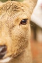 Close up shot of a deer with adorable and charming eye Royalty Free Stock Photo