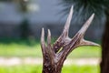 Close up shot of a deer antlers, selective focus, blurred background